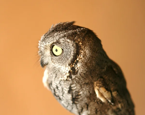 A Screech Owl with Big Yellow Eyes — Stock Photo, Image