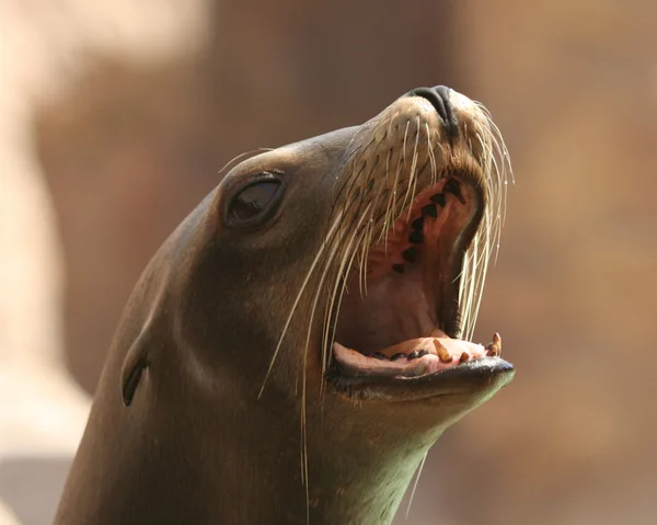 A Close Up California Sea Lion, Zalophus californianus — Stock Photo, Image