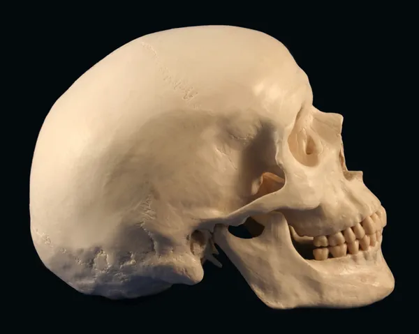 一个人的头骨的侧面图 — 图库照片