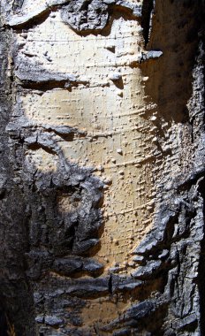 A close-up look at the colors and textures of the bark of a quaking aspen t clipart