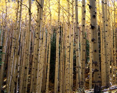 Aspen Thicket clipart