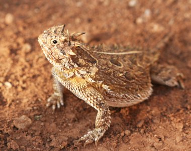 texas boynuzlu kertenkele, phrynosoma cornutum veya azgın kurbağa