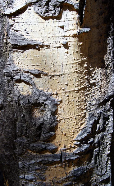 stock image A close-up look at the colors and textures of the bark of a quaking aspen t