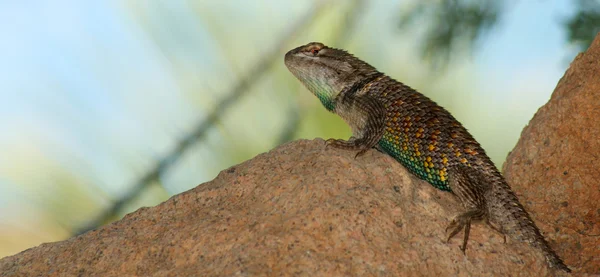 Sonoran Spiny Lizard, Sceloporus magister, found in the sonoran desert regi — Stock Photo, Image
