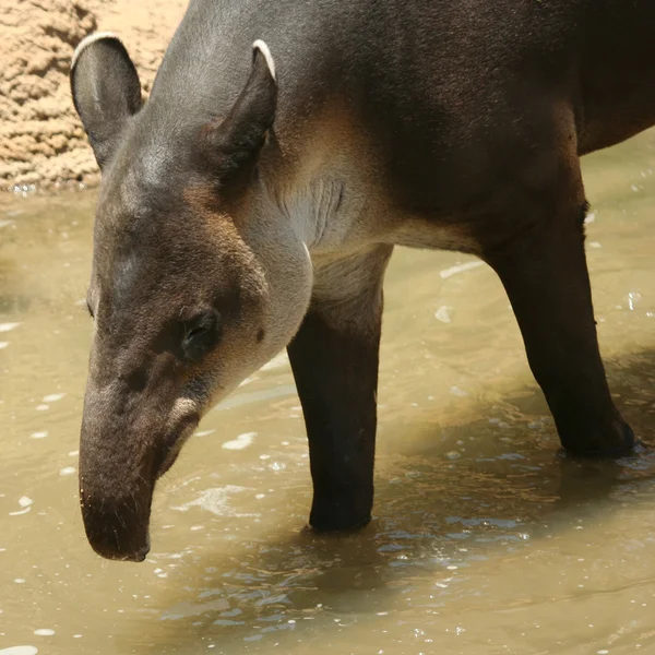 En sydamerikansk tapir, tapirus terrestris, i vattnet — Stockfoto