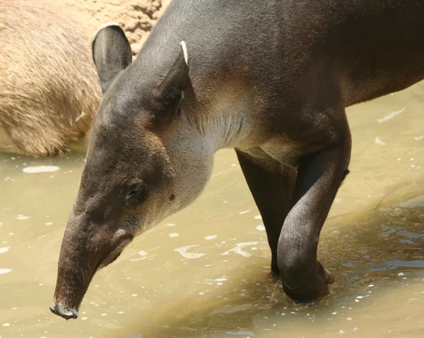 Un tapir sud-américain, Tapirus terrestris, dans l'eau — Photo