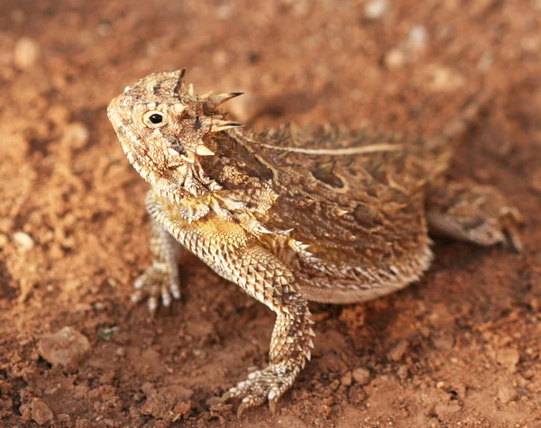 Texas boynuzlu kertenkele, phrynosoma cornutum veya azgın kurbağa — Stok fotoğraf