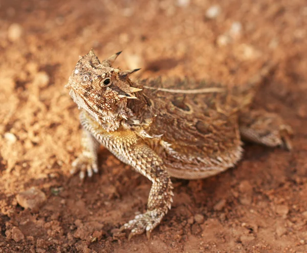 Техасская рогатая ящерица, Phrynosoma cornutum или Horny Toad — стоковое фото