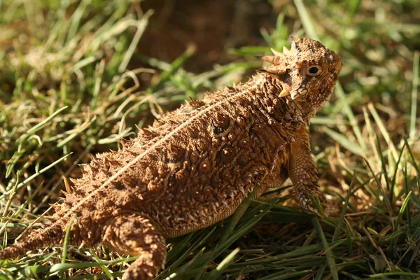 Um lagarto com chifres do Texas, Phrynosoma cornutum ou sapo excitado — Fotografia de Stock