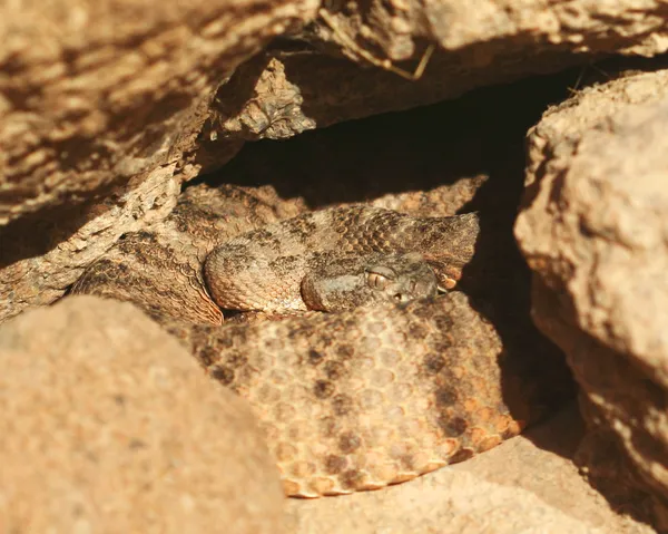 바위에 코일된 호랑이 방울뱀 — 스톡 사진