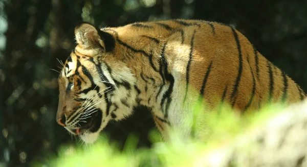 Um tigre — Fotografia de Stock