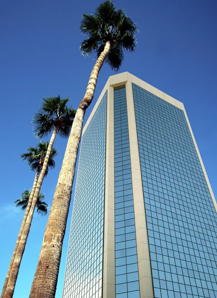 A Glass Tower and Four Palm Trees — Stock Photo, Image