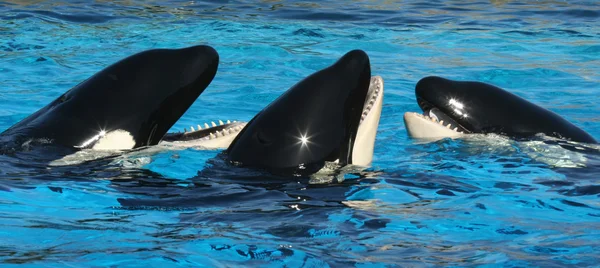 Un trío de ballenas asesinas en su tanque — Foto de Stock