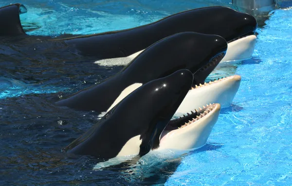 Een Trio van orka's aan hun Tank rand — Stockfoto