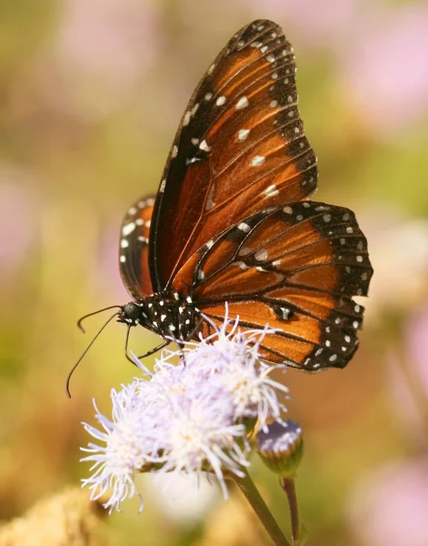 Ein Vizekönig-Schmetterling, eine Monarchie-Imitation, auf einer Wildblume — Stockfoto