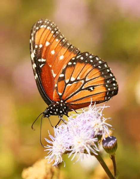 Wicekról motyl, naśladować monarchy, na polnych — Zdjęcie stockowe
