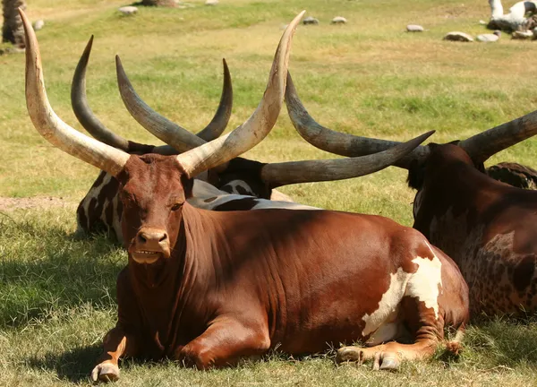 Послугами Анколе Watusi стада великої рогатої худоби — стокове фото