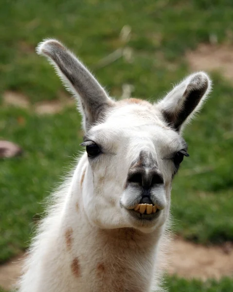 Ein Lama, ein südamerikanisches Tier, das für Pelze und als Lasttier verwendet wird — Stockfoto