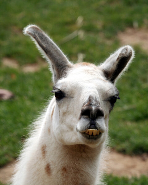 A Llama, a South American Animal Used for Fur and as a Pack Animal