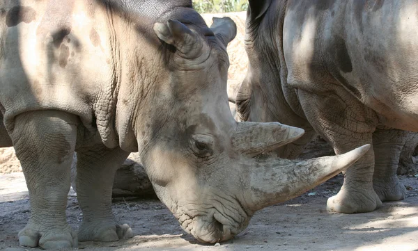 A White Rhinoceros — Stock Photo, Image