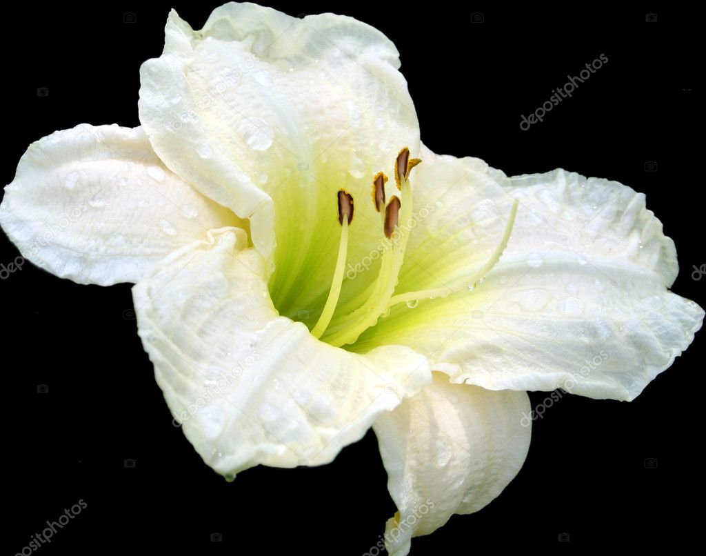 A dew covered white lily on black