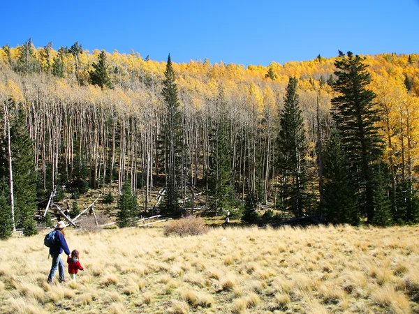 Una excursionista camina de la mano con un niño entre el álamo y el pino en —  Fotos de Stock