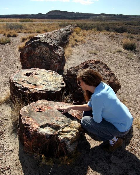 Una mujer examina un tronco gigante petrificado en un bosque petrificado — Foto de Stock