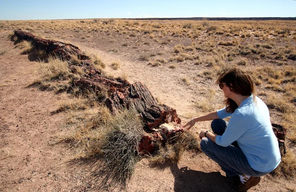 Μια γυναίκα εξετάζει ένα απολιθωμένο αρχείο καταγραφής στο απολιθωμένο δάσος — Φωτογραφία Αρχείου