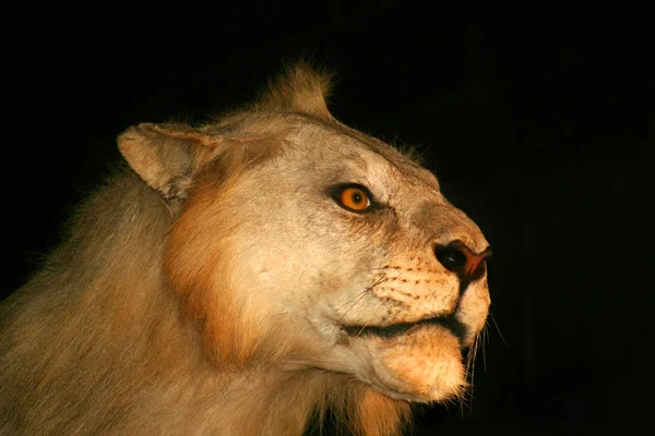 Un retrato de un joven león macho — Foto de Stock