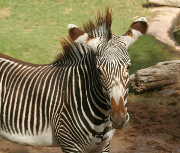 En ung zebra, equus grevyi, familjen hästdjur — Stockfoto