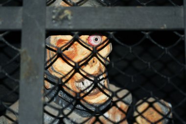 A Zombie Peers Through a Chain Link Fence clipart