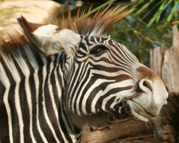 Ein junges Zebra — Stockfoto