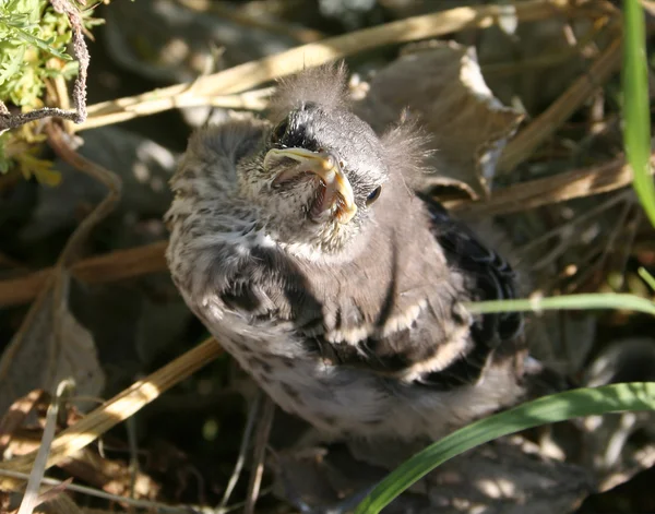 Ξεδιάντροπη μωρό mockingbird — Φωτογραφία Αρχείου