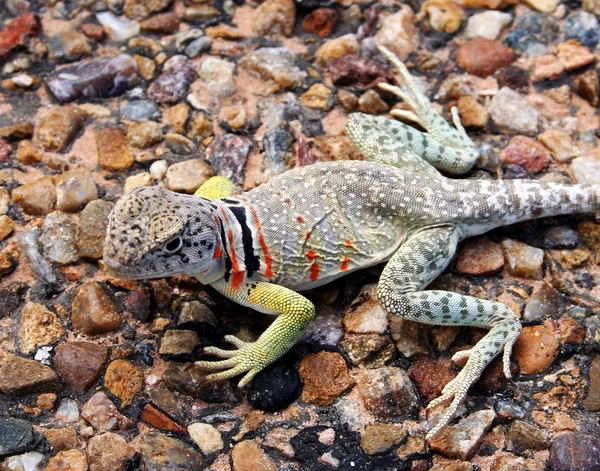 Collared Lizard — Stock Photo, Image