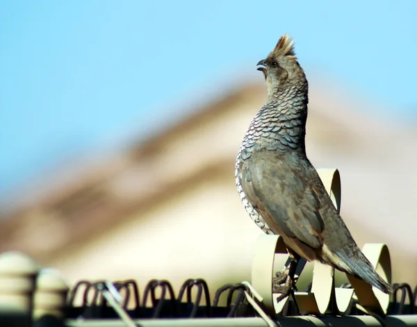 Ölçeklenen bıldırcın — Stok fotoğraf