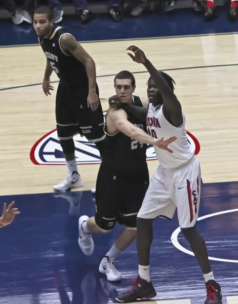 Um Sinal de Arizona Wildcat Angelo Chol — Fotografia de Stock