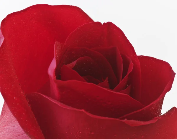 Uma rosa vermelha de orvalho perto de branco — Fotografia de Stock