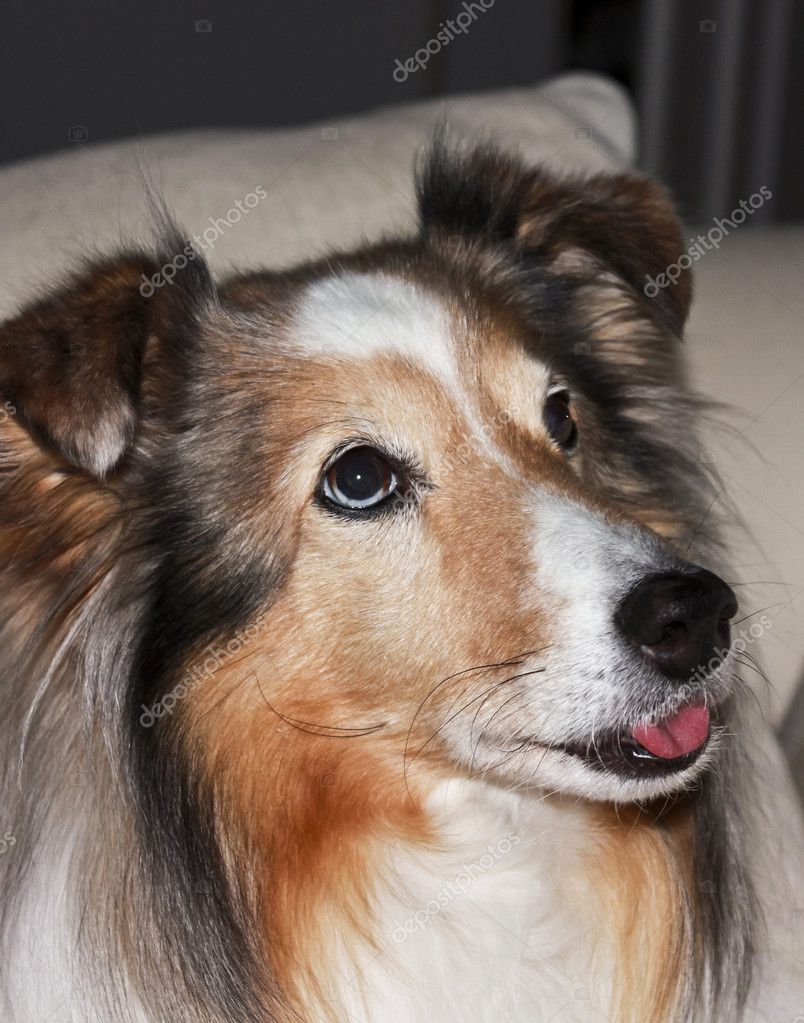 sobel shetland sheepdog