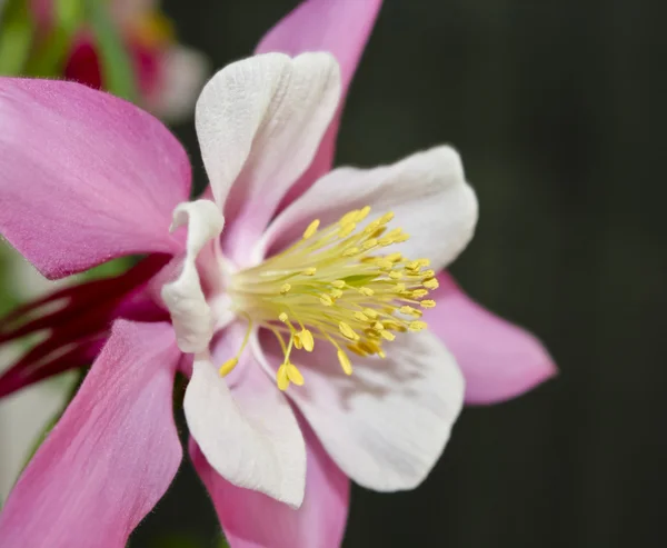 En rosa Akleja blomma i familjen — Stockfoto