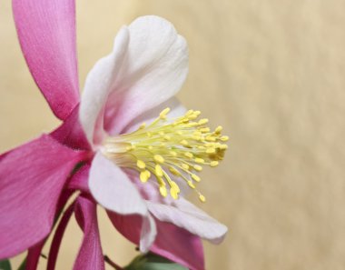 pembe columbine çiçek düğün çiçeği ailesinden