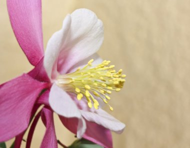 A Pink Columbine Flower in the Buttercup Family clipart