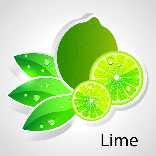 Vector lime — Stock Vector