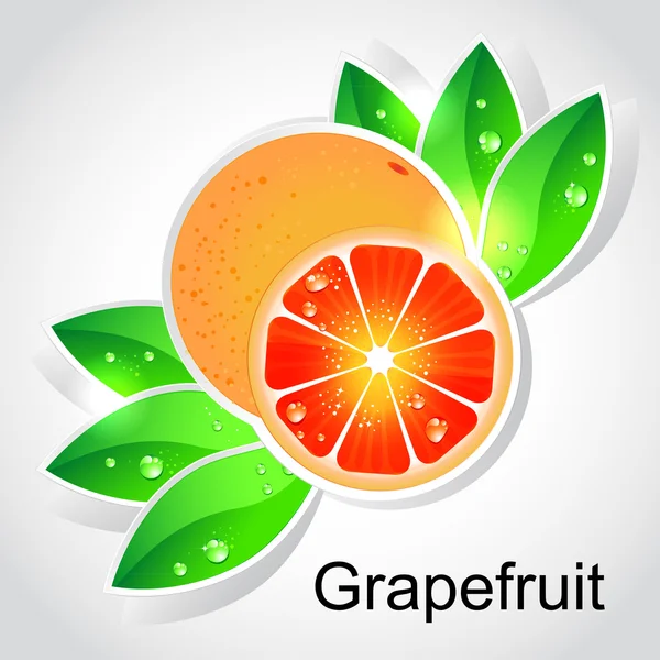 Vektor grapefruit — Stock Vector