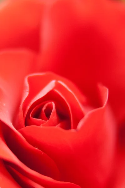 stock image Abstract background - red rose close-up