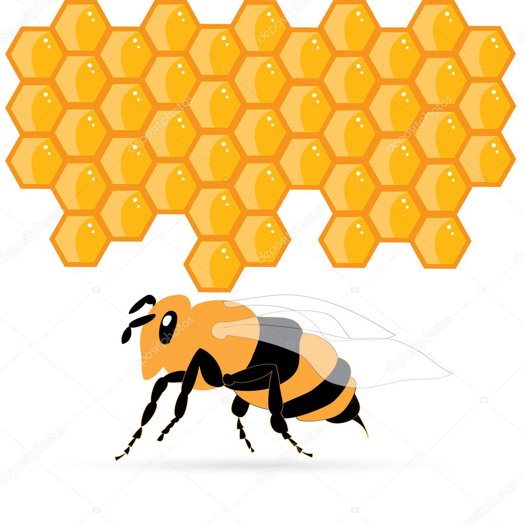 Bee and honey isolated illustrations vector