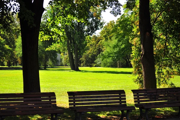 Зеленый луг в парке — стоковое фото