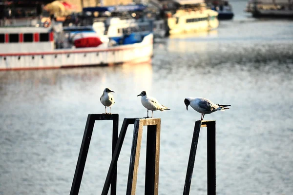 stock image Three seagulls with river transport on the background