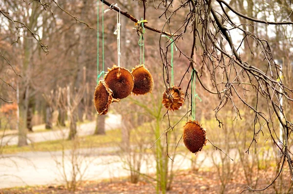 Cena de outono com girassóis em galhos de árvore — Fotografia de Stock