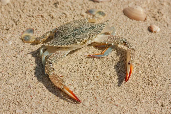 stock image Live crab against sea sand and cockleshells