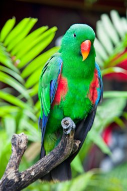 Great-billed Parrot in nature surrounding clipart